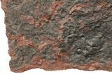 Silurian Fossil Crinoid (Scyphocrinites) Plate - Morocco #148859-3